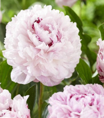 Pivónia The Fawn - Paeonia lactiflora - predaj cibuľovín - 1 ks