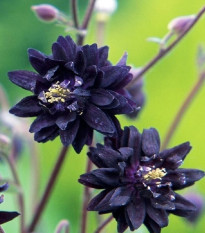 Orlíček plnokvetý čierny - Aquilegia - voľnokorenené sadeničky orlíčka - 1 ks