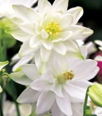 Orlíček plnokvetý biely - Aquilegia - voľnokorenné sadenice orlíčka - 1 ks