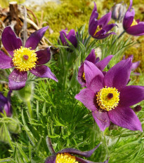 Poniklec modrý - Pulsatilla - voľnokorenené sadenice poniklecov - 1 ks