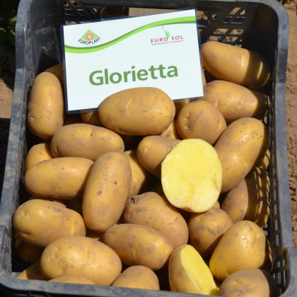 BIO Sadbové zemiaky Glorietta - Solanum tuberosum - predaj bio sadiva - 10 ks