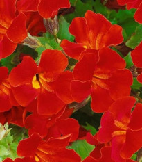 Čarodejka Magic Red - Mimulus hybridus - predaj semien - 30 ks