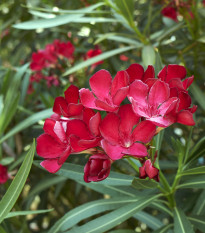 Oleander - Nerium - semiačka - 10 ks