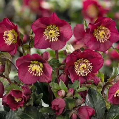 Čemerica purpurová - Helleborus purpurascens - voľnokorenné sadenice čemeríc - 1 ks