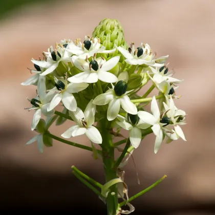 Bledavka Saundersov - Ornithogalum saundersiae - predaj cibuľovín - 1 ks