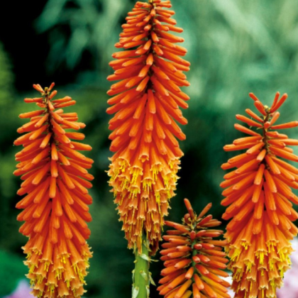 Mnohokvet oranžový - Kleopatrina ihla - Kniphofia - predaj jednoducho korenených sadeníc - 1 ks