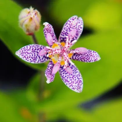 Ľaliovka srstnatá - Tricyrtis hirta - predaj jednoducho korenistých sadeníc - 1 ks