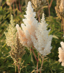 Čechrava Weissa Gloria - Astilbe arendsii - predaj cibuľovín - 1 ks