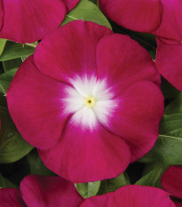 Katarant Volante Burgundy Halo - Catharanthus - predaj semien - 30 ks