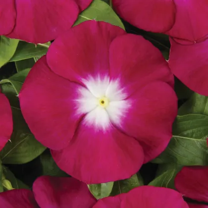 Katarant Volante Burgundy Halo - Catharanthus - predaj semien - 30 ks