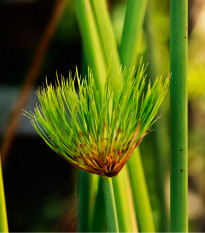 Papyrus - Cyperus papyrus - semiačka - 8 ks