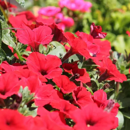 Petúnia Musica Red F1 - Petunia x grandiflora - predaj semien - 30 ks