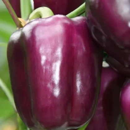 Paprika Beluga Lilac F1 - Capsicum annuum - predaj semien - 6 ks