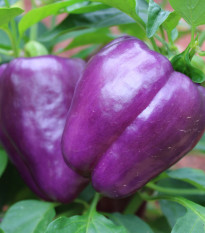 Paprika Beluga Lilac F1 - Capsicum annuum - predaj semien - 6 ks