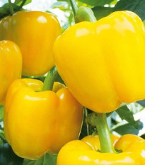 Paprika Beluga Yellow F1 - Capsicum annuum - predaj semien - 5 ks