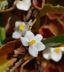 Begónia Marsala F1 White - Begonia semperflorens - predaj semien - 20 ks