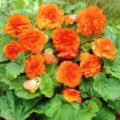 Begónie Nonstop F1 Orange - Begonia tuberhybrida - predaj semien - 20 ks