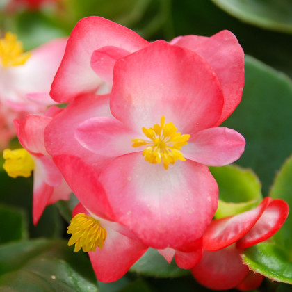 Begónia Superstar F1 Rose - Begonia semperflorens - predaj semien - 20 ks