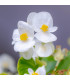 Begónia Superstar F1 White - Begonia semperflorens - predaj semien - 20 ks