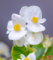 Begónia Superstar F1 White - Begonia semperflorens - predaj semien - 20 ks