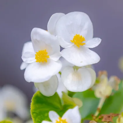 Begónia Superstar F1 White - Begonia semperflorens - predaj semien - 20 ks