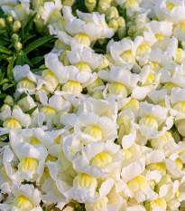 Papuľka väčšia Leo F1 White - Antirrhinum majus - predaj semien - 20 ks