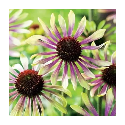 Echinacea Green Twister - Echinacea purpurea - voľnokorenné sadeničky echinacey- 1 ks