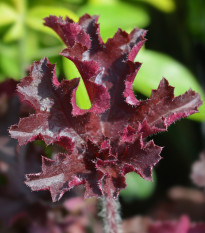 Heuchera Melting Fire - Heuchera - predaj semien - 15 ks