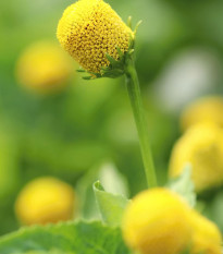 Plamatka zelná Homer - Spilanthes oleracea - predaj semien - 15 ks