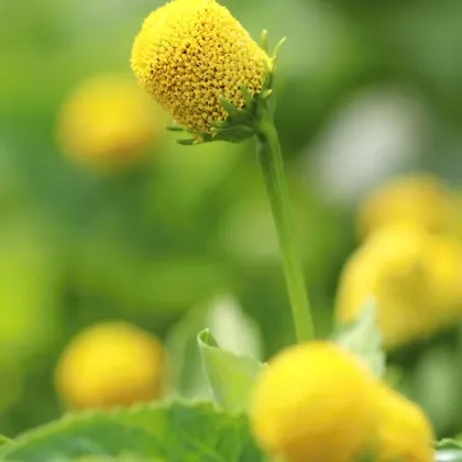 Plamatka zelná Homer - Spilanthes oleracea - predaj semien - 15 ks