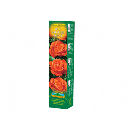 Ruža veľkokvetá kríčková oranžová - Rosa - voľnokorenné sadeničky ruží - 1 ks