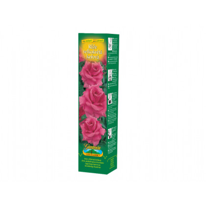 Ruža veľkokvetá kríčková tmavo ružová - Rosa - voľnokorenné sadeničky ruží - 1 ks
