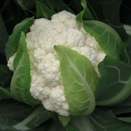 BIO Karfiol Flamenco F1 - Brassica oleracea - bio predaj semien - 15 ks