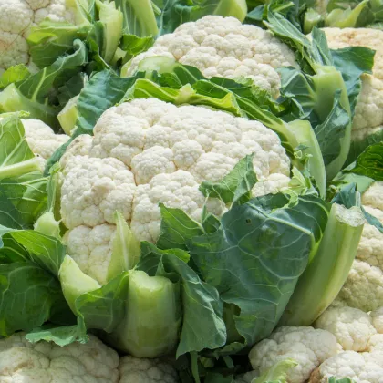 BIO Karfiol neskorý Tabiro - Brassica oleracea - bio predaj semien - 20 ks