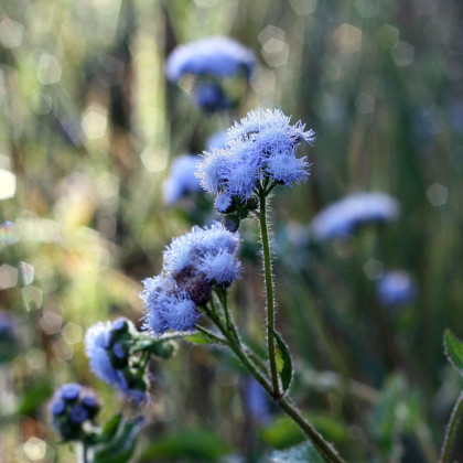 Agerát americký Blue - Ageratum houstonianum - predaj semien - 50 ks