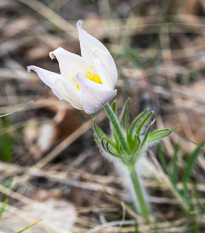 Poniklec obyčajný White Bells - Pulsatilla vulgaris - predaj semien - 20 ks