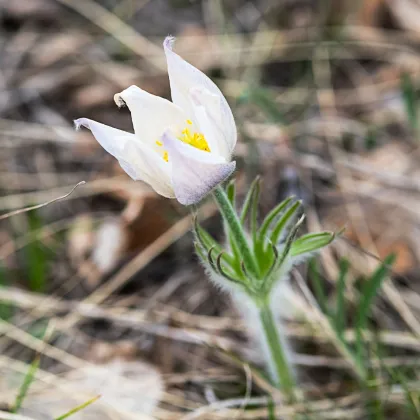 Poniklec obyčajný White Bells - Pulsatilla vulgaris - predaj semien - 20 ks