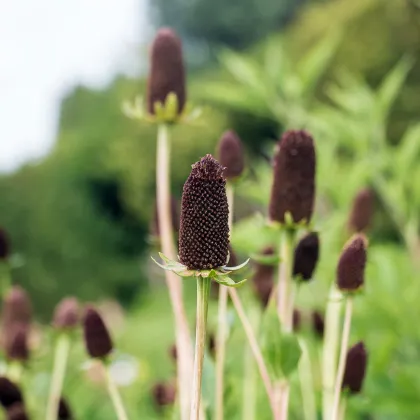 Echinacea západná - Rudbeckia occidentalis - predaj semien - 30 ks