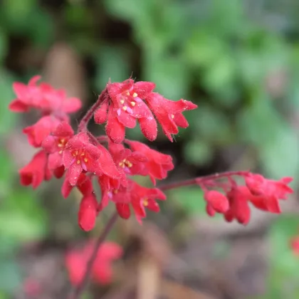 Heuchera Coral Forest - Heuchera - predaj semien - 20 ks