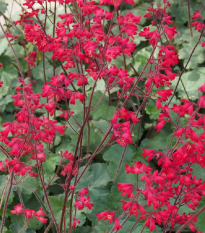 Heuchera Coral Forest - Heuchera - predaj semien - 20 ks