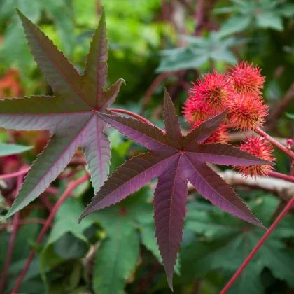 Ricín obyčajný červený- Ricinus communis gibsoni - semiačka - 3 ks