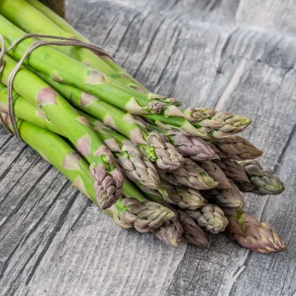 Špargľa Gijnlim - Asparagus officinalis - voľnokorenné sadenice špargle - 1 ks