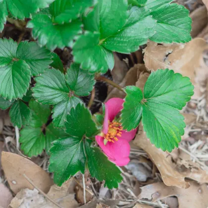 Jahody stáleplodiace Ariba Deep Rose F1 - Fragaria ananassa - predaj semien - 10 ks