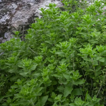 Grécke oregano Kreta - Origanum hirtum - predaj semien - 200 ks