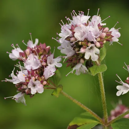 Dobromyseľ obyčajná Aromata - Origanum vulgare - predaj semien - 1000 ks