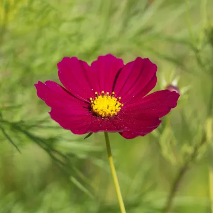 Krasuľka perovitá Cosmini Red - Cosmos bipinnatus - predaj semien - 20 ks