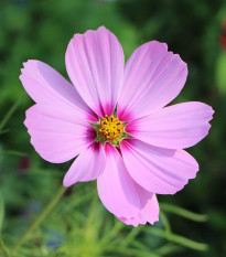 Krasuľka perovitá Cosmini Pink - Cosmos bipinnatus - predaj semien - 20 ks