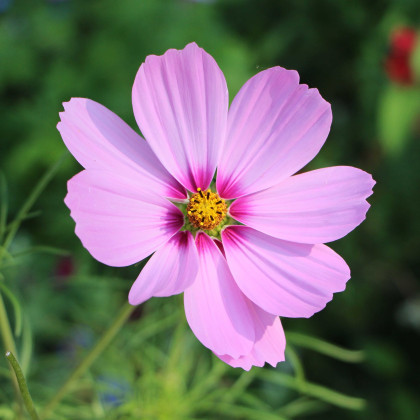 Krasuľka perovitá Cosmini Pink - Cosmos bipinnatus - predaj semien - 20 ks