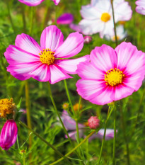 Krásuľka perovitá Cosmira Bicolor - Cosmos bipinnatus - predaj semien - 20 ks