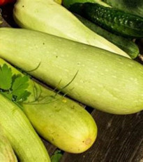 Uhorka šalátová Travito F1 - Cucumis sativus - predaj semien - 10 ks